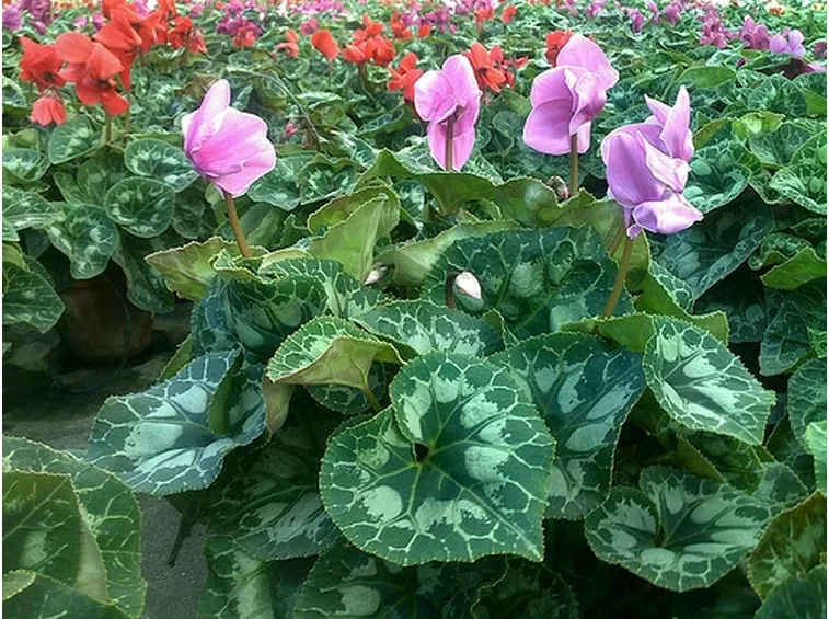 significato ciclamini fuxia-1