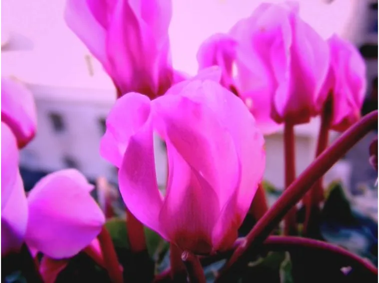 significato ciclamini rosa-1