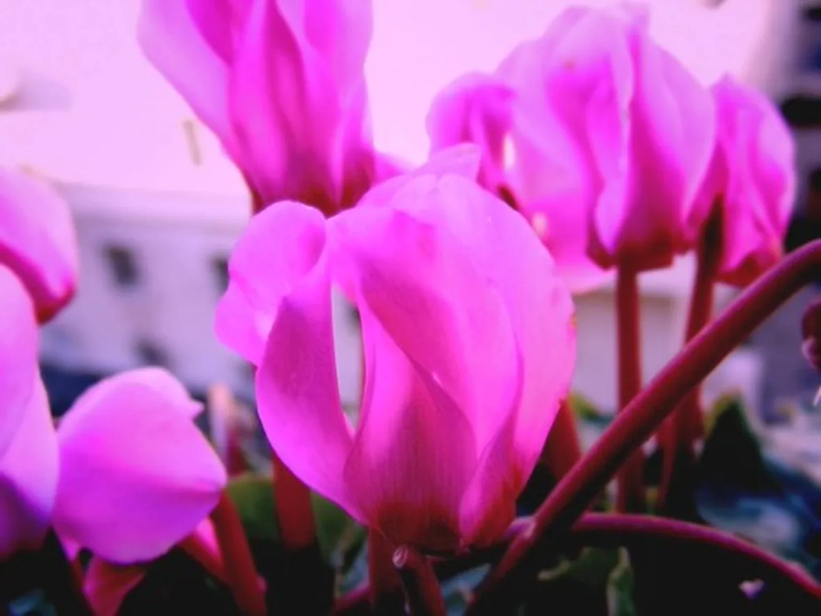 significato ciclamini rosa-1