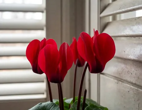 significato ciclamini rosse