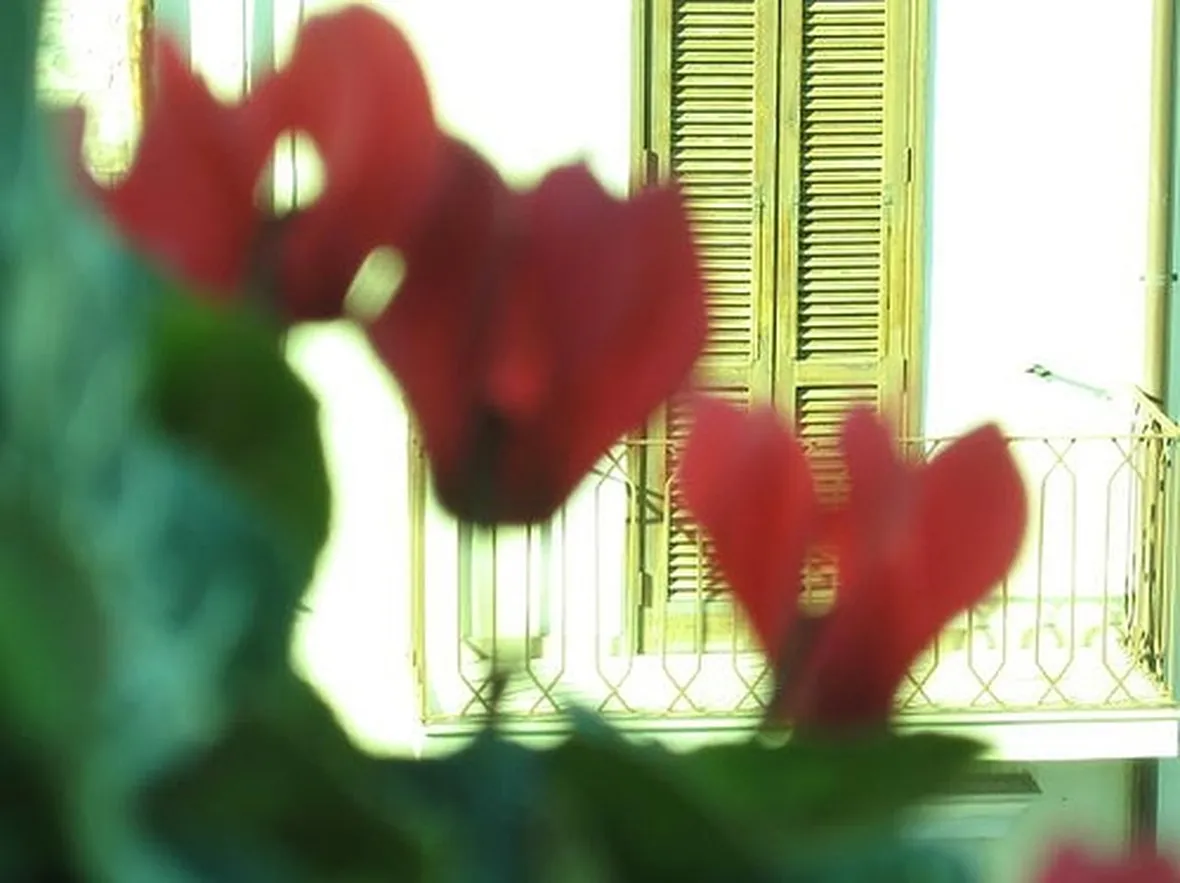 significato ciclamini rosse