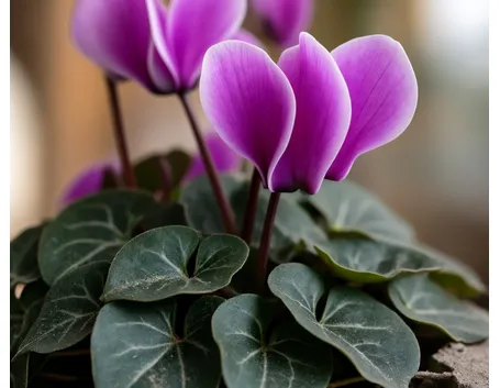 significato ciclamini viola