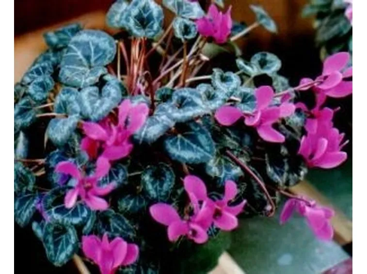 significato ciclamini viola