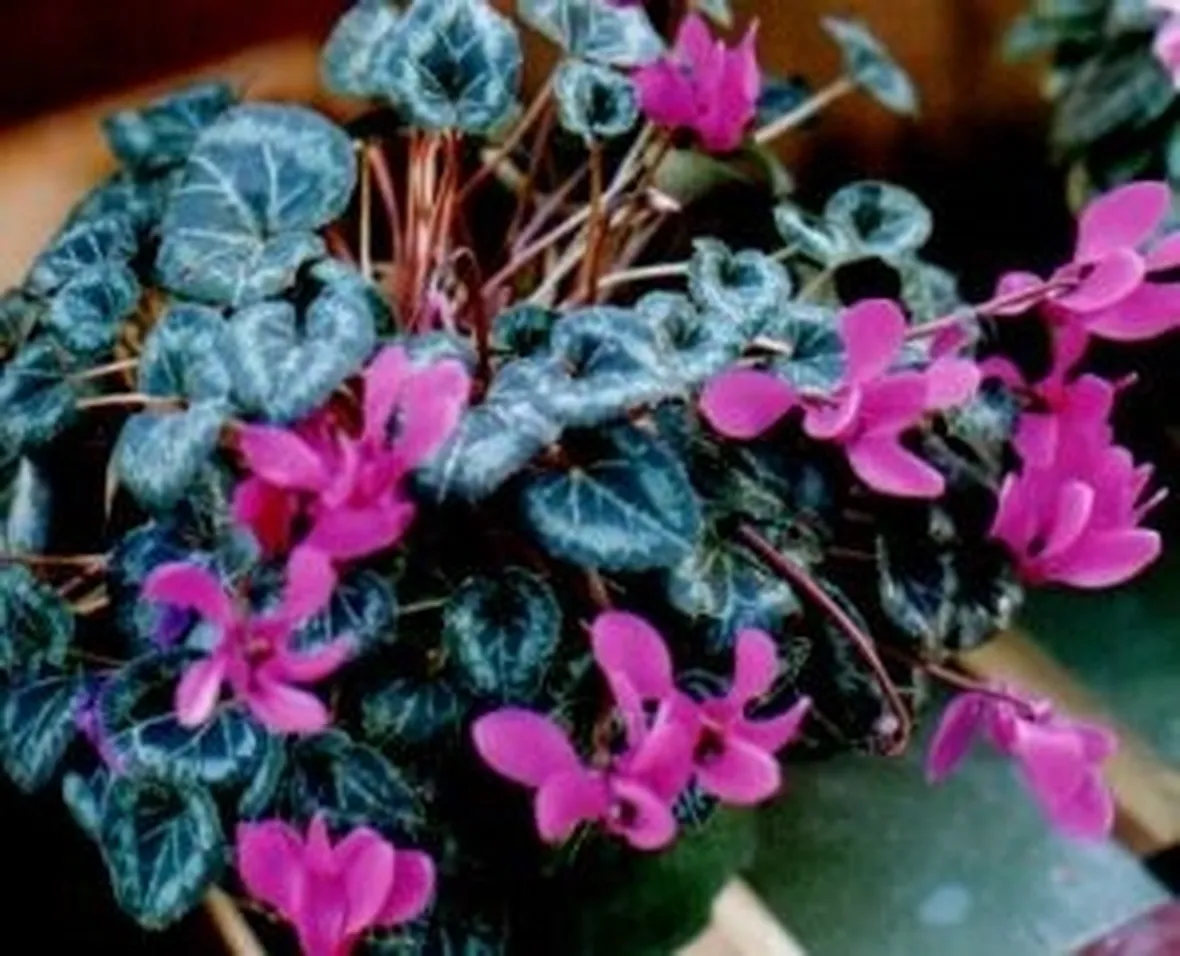 significato ciclamini viola