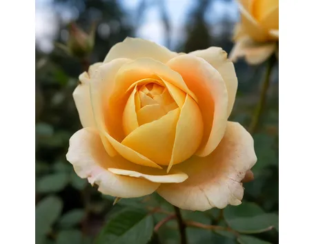 significato dei fiori-4