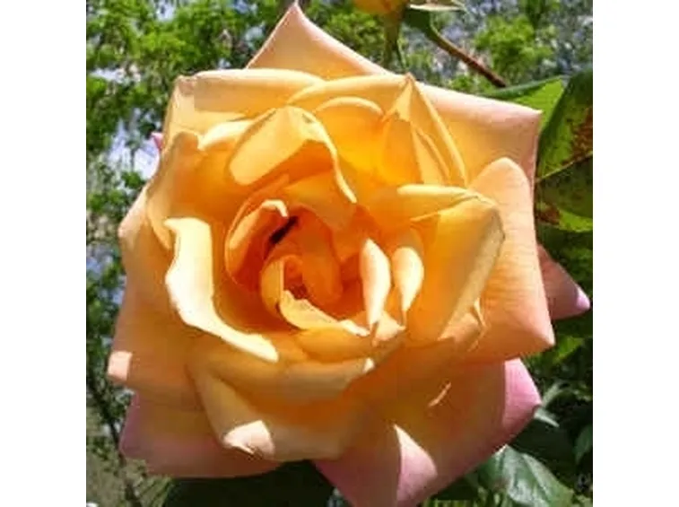 significato dei fiori-4