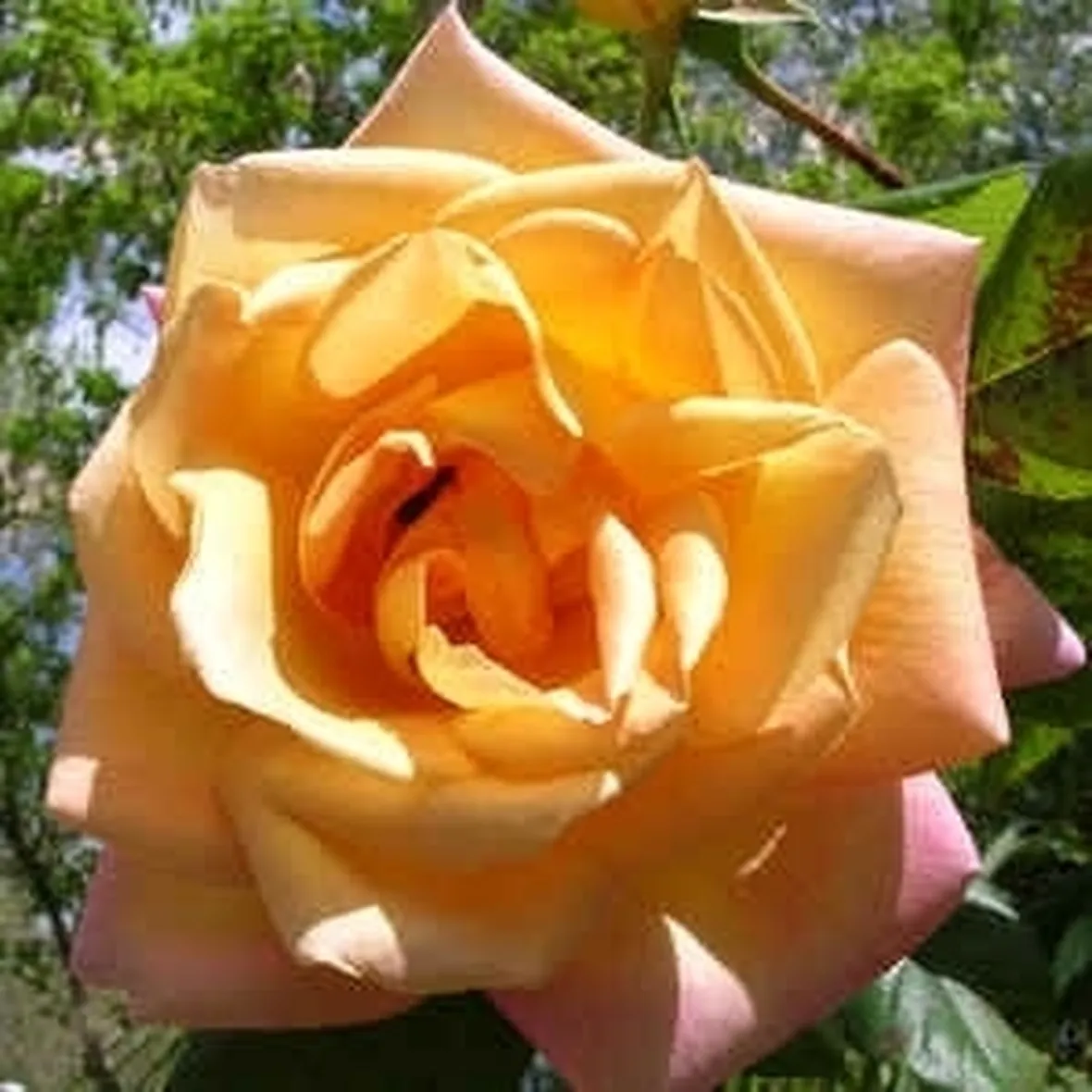 significato dei fiori-4