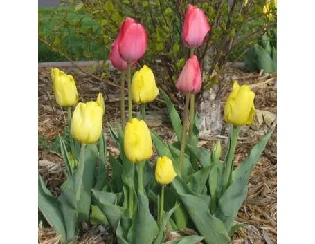Significato dei tulipani