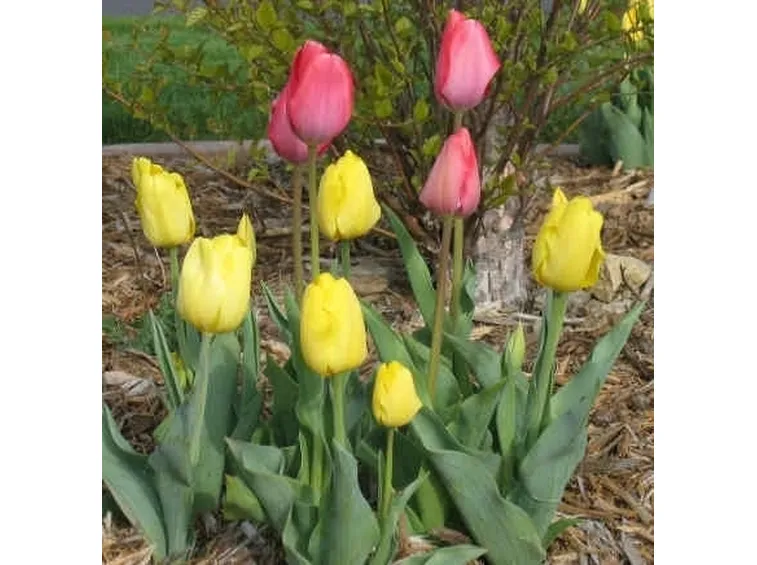 Significato dei tulipani