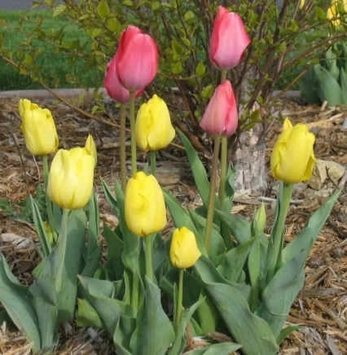 Significato dei tulipani