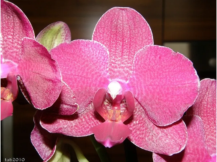 significato endrobium fuxia-1