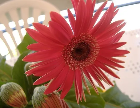 significato endrobium fuxia