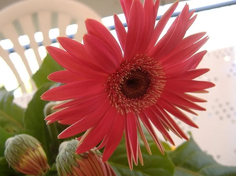 significato endrobium fuxia
