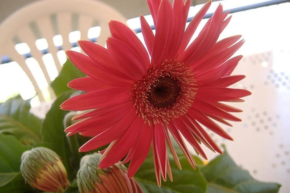 significato endrobium fuxia