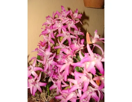 significato endrobium rosa-1