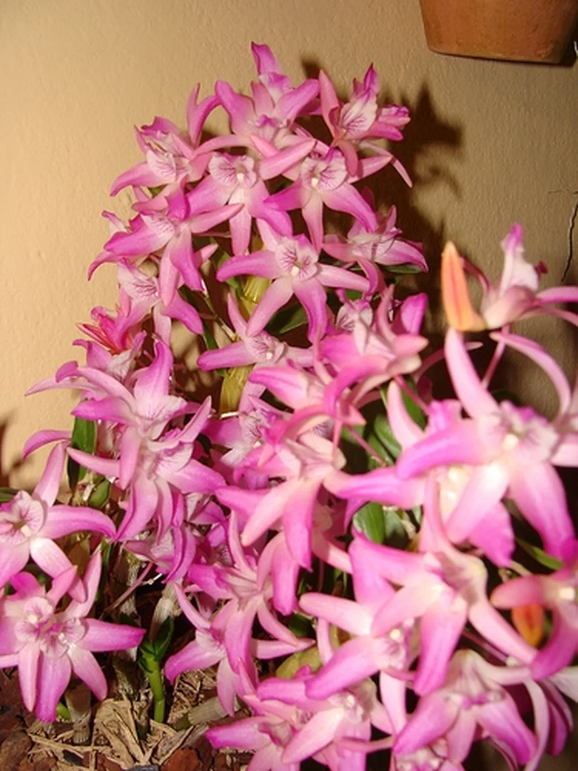 significato endrobium rosa-1