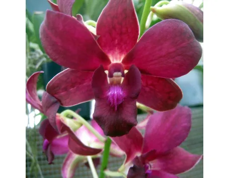 significato endrobium rosse