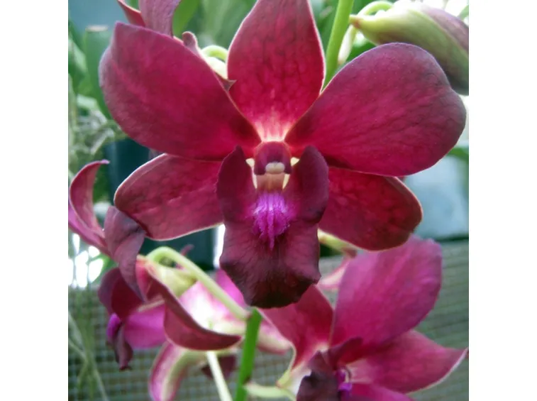 significato endrobium rosse