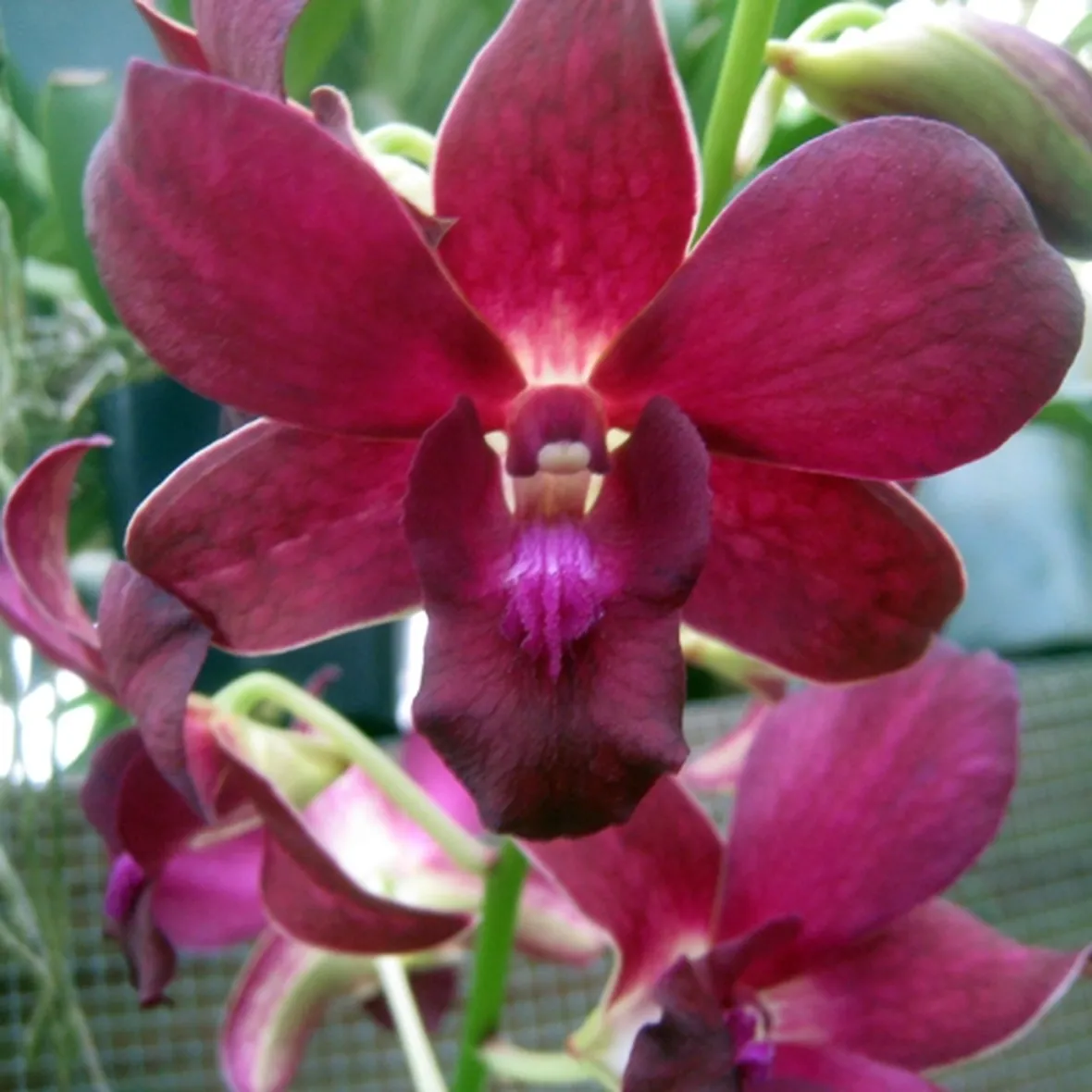significato endrobium rosse