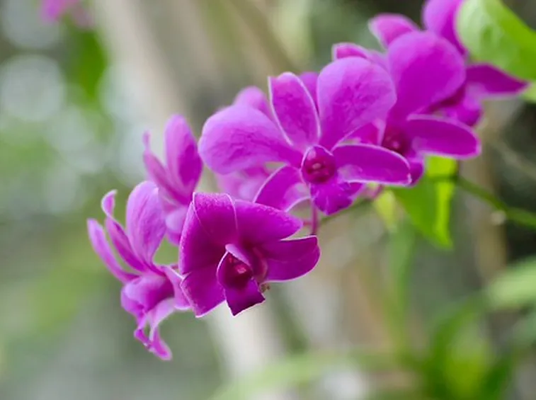 significato endrobium viola
