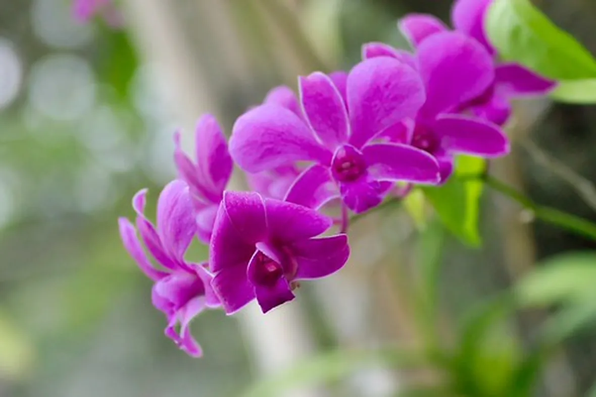 significato endrobium viola