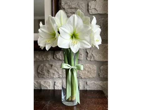 significato fiori amarillis bianche