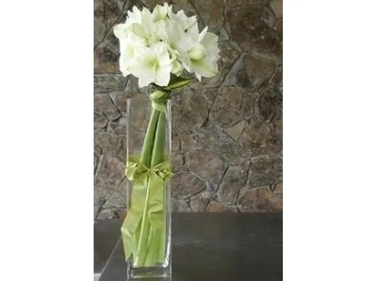 significato fiori amarillis bianche