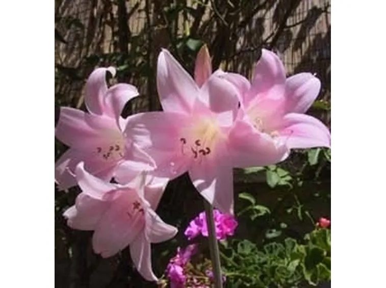 significato fiori amarillis rosa