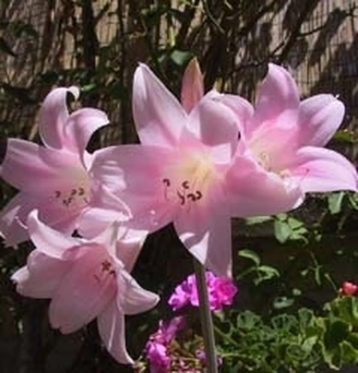 significato fiori amarillis rosa