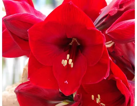 significato fiori amarillis rosse
