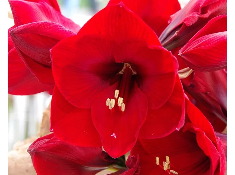 significato fiori amarillis rosse