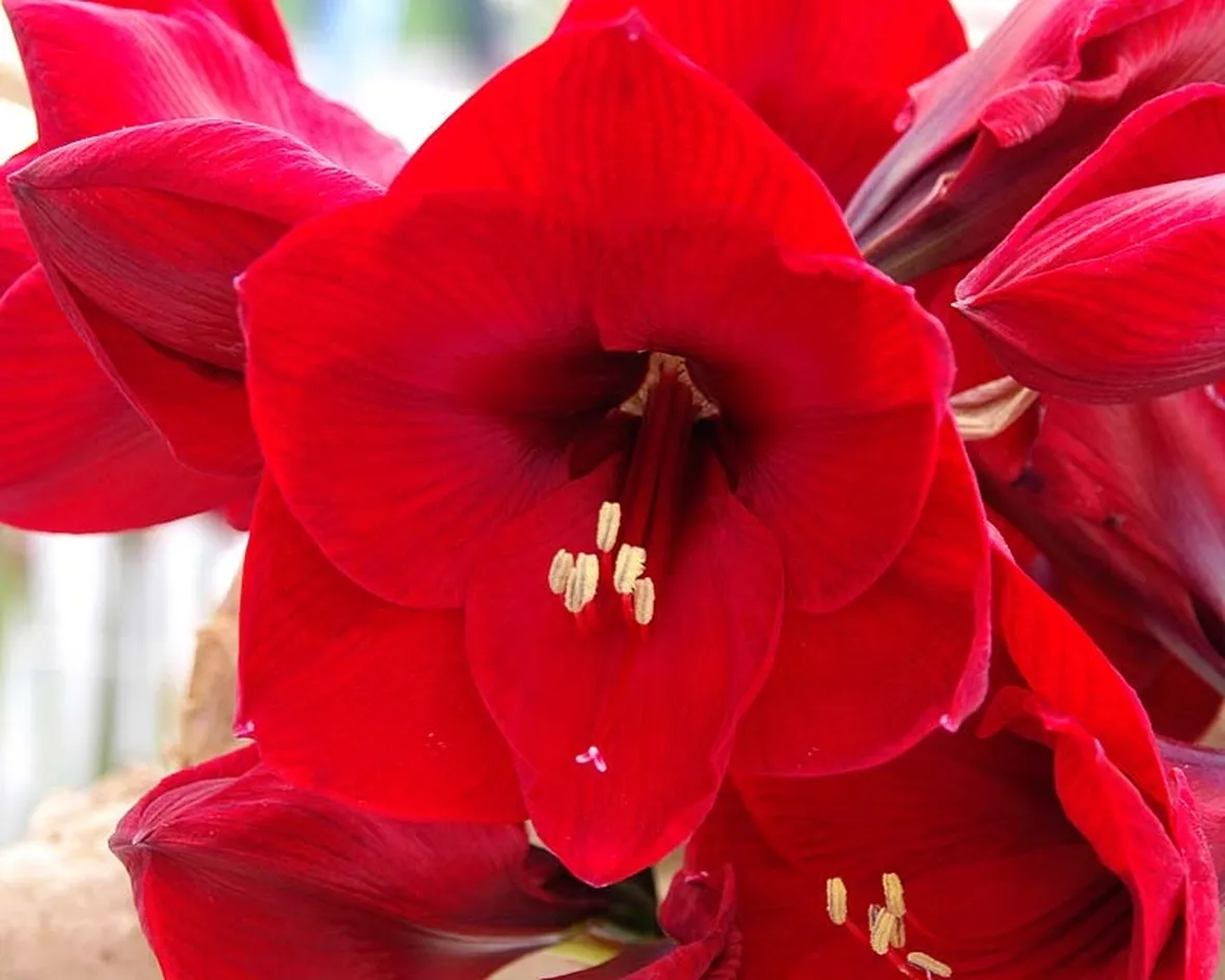 significato fiori amarillis rosse