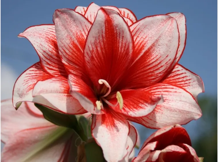 significato fiori amarillis rosse