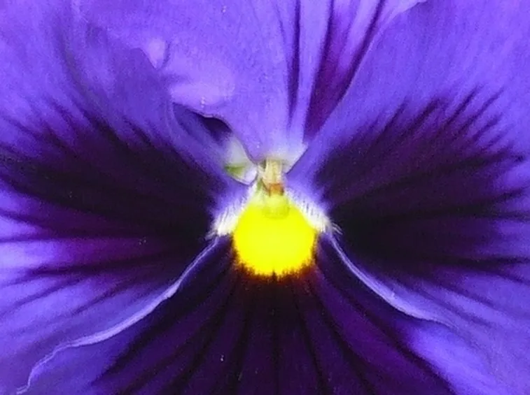 significato fiori amarillis viola