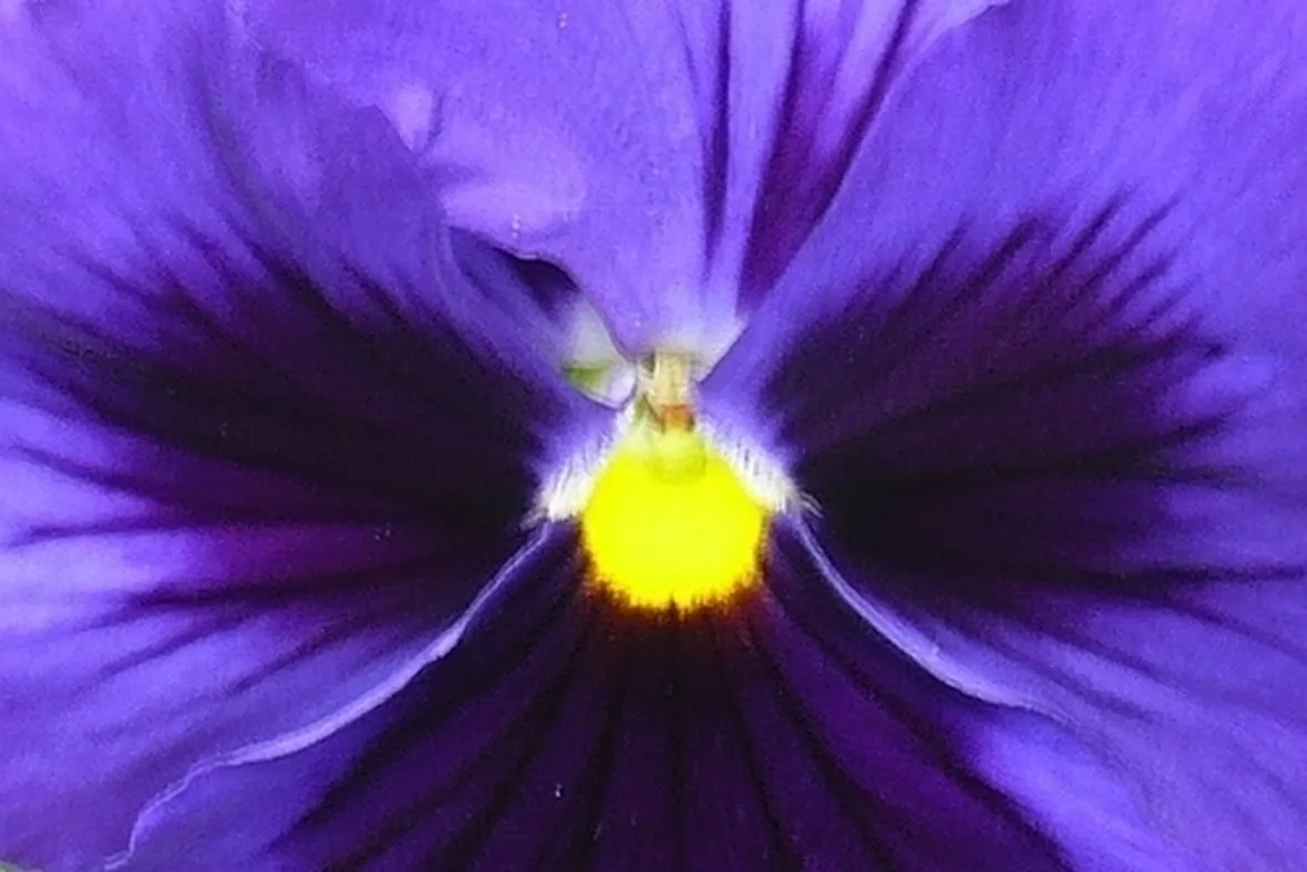 significato fiori amarillis viola