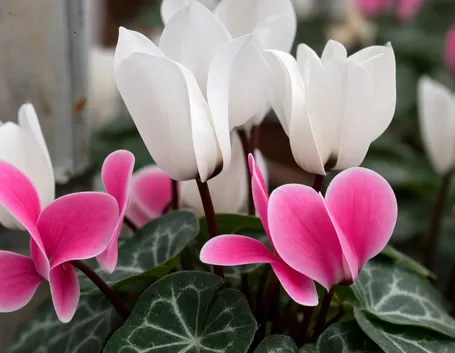 significato fiori ciclamini bianche