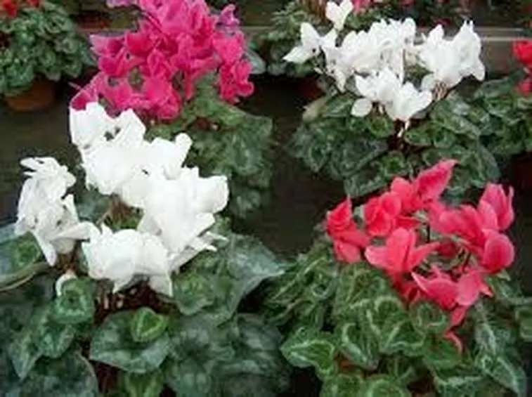 significato fiori ciclamini bianche