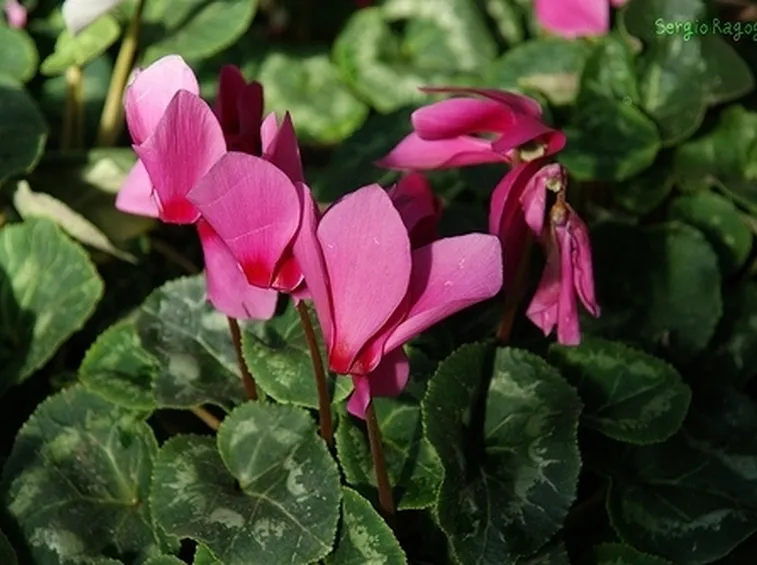 significato fiori ciclamini fuxia-1