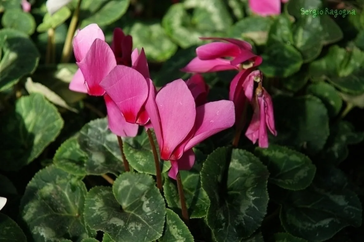 significato fiori ciclamini fuxia-1