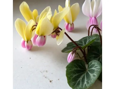 significato fiori ciclamini gialle