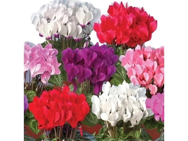 significato fiori ciclamini gialle