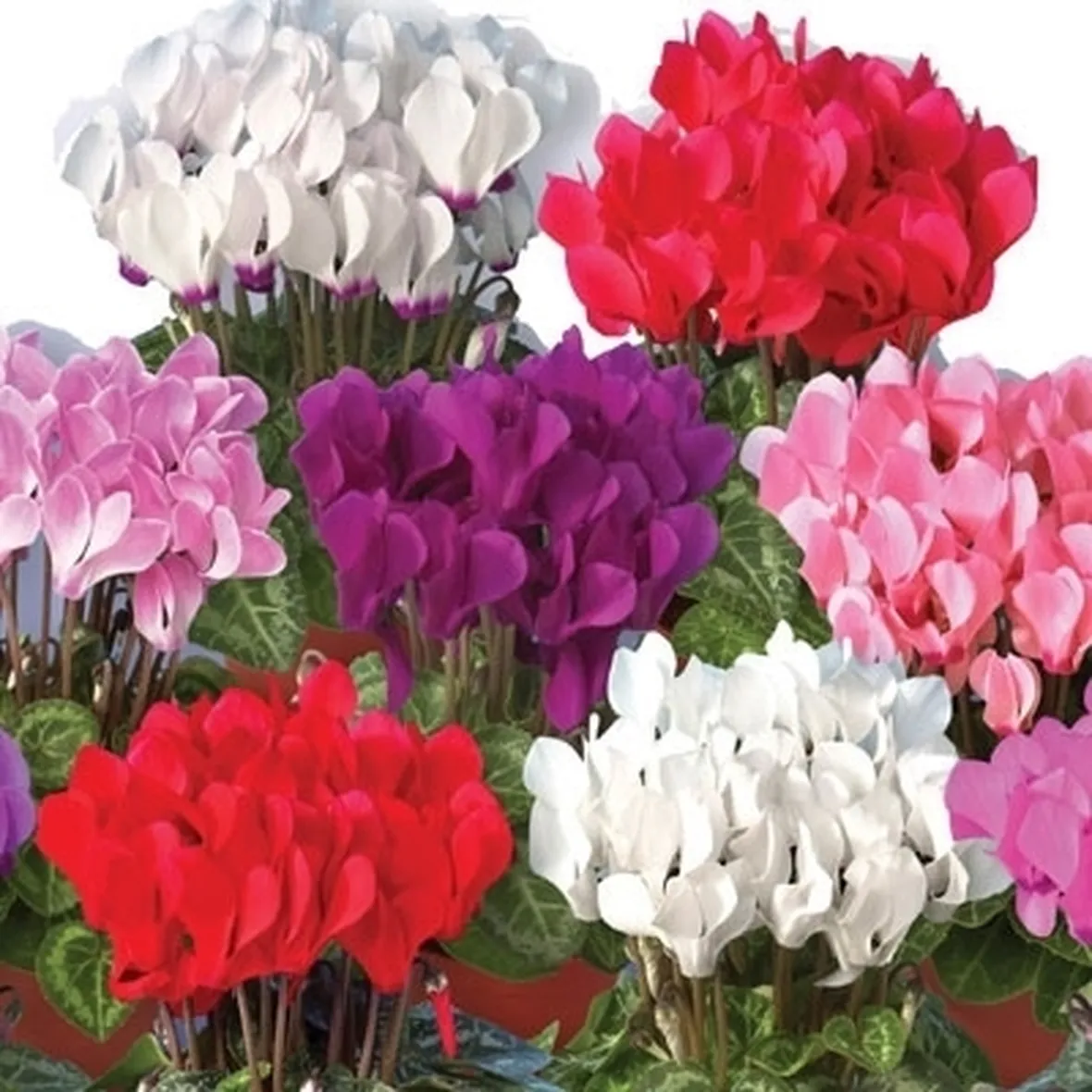 significato fiori ciclamini gialle