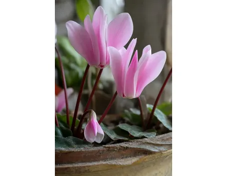 significato fiori ciclamini rosa