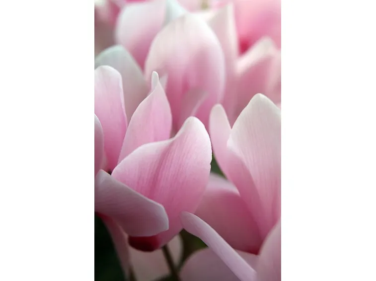significato fiori ciclamini rosa