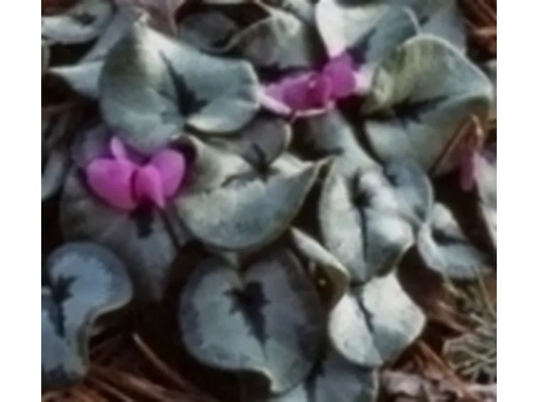 Scoprire il significato dei ciclamini rosa