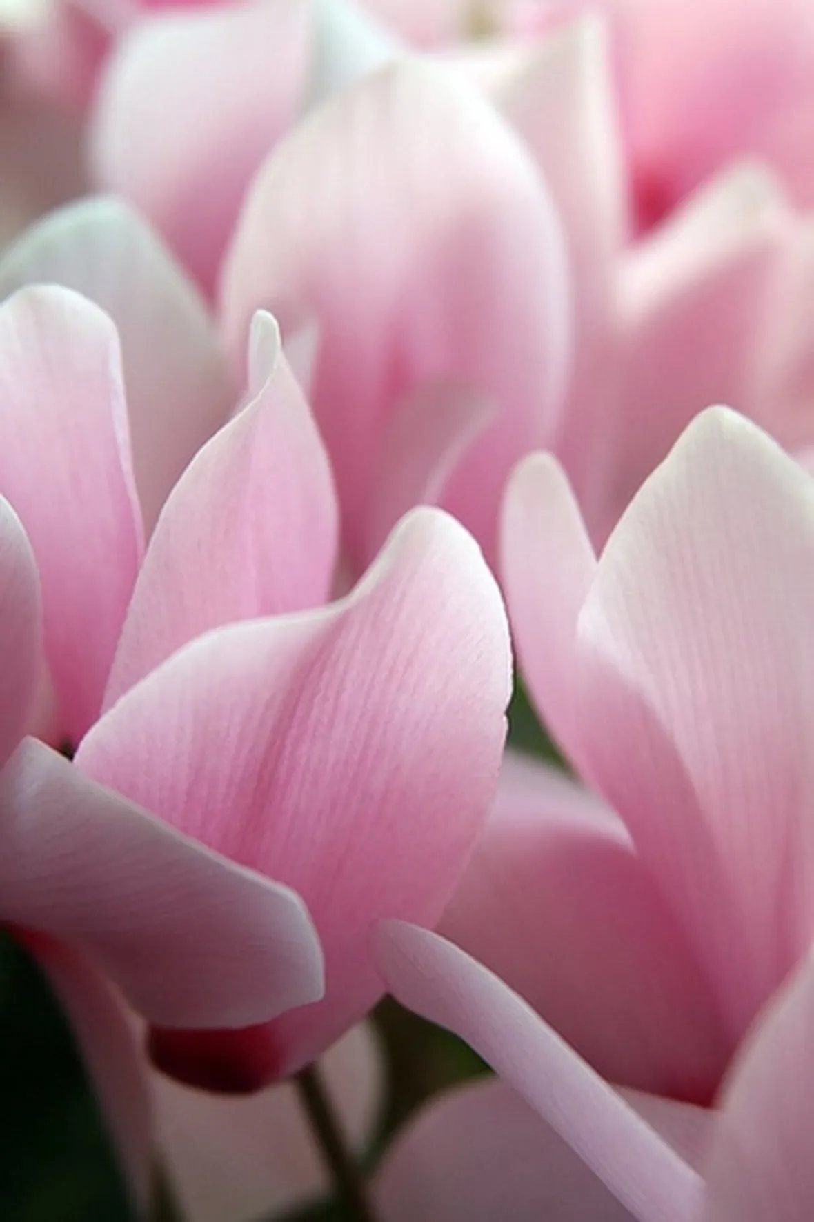 significato fiori ciclamini rosa