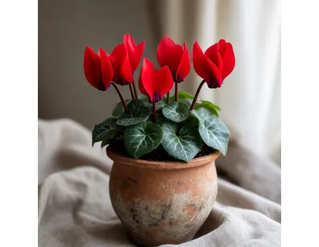 significato fiori ciclamini rosse-1