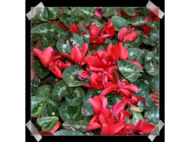 significato fiori ciclamini rosse-1