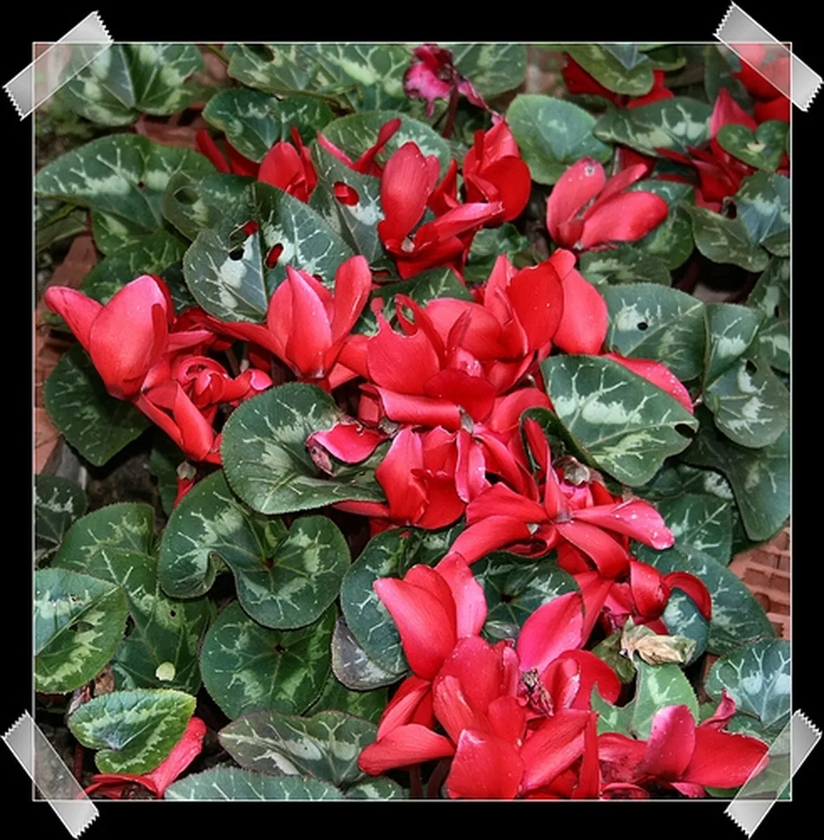 significato fiori ciclamini rosse-1