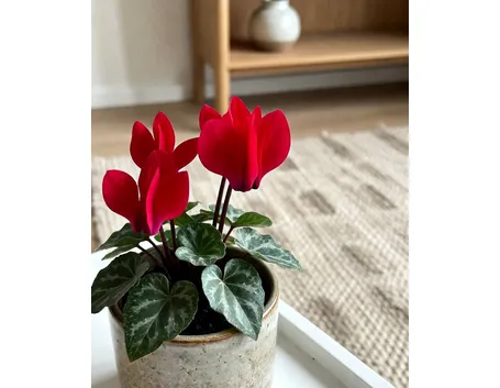 Significato fiori ciclamini rosse